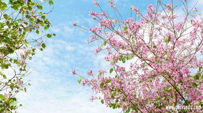四月花开