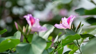 紫荆花