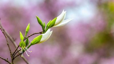 蓓蕾初开