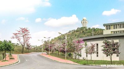 校园花开