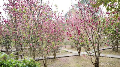 相思林桃花