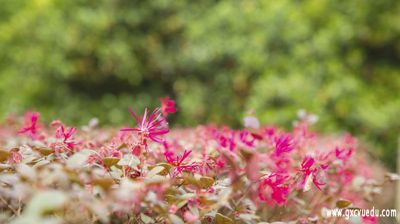 小红花