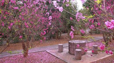 相思林桃花
