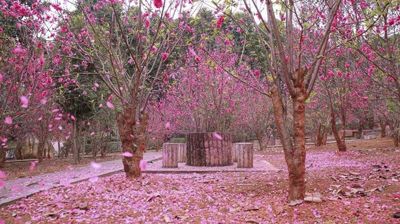 相思林桃花