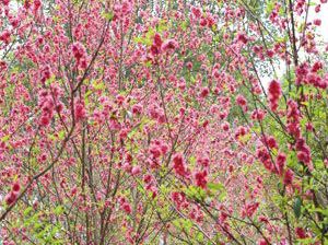 相思林桃花
