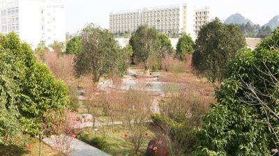 相思林景观