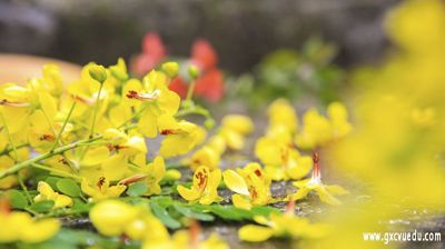 花瓣