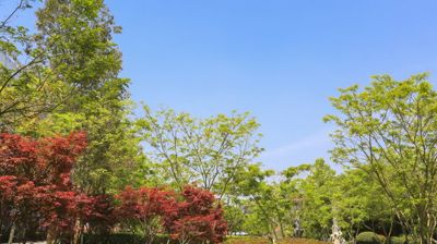 飞龙在天景致