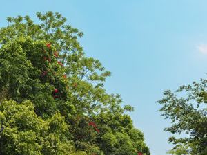 绿树成荫