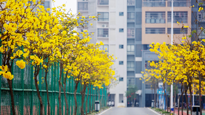 校道开满了风铃花