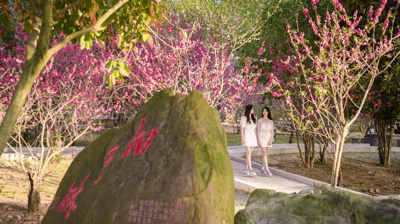 相思林桃花