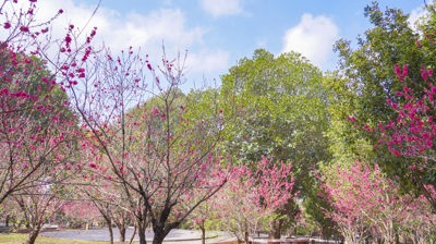 相思林桃花