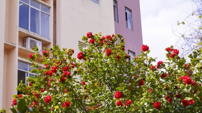 校园景观山茶花