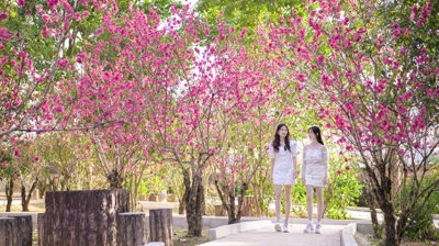 相思林桃花