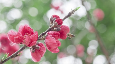 桃花