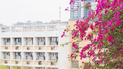 校园景观三角梅