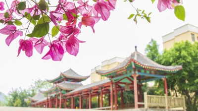 校园景观三角梅